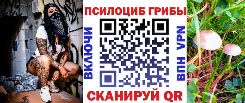 Купить где  Красноармейск  Псилоцибиновые грибы мицелий 